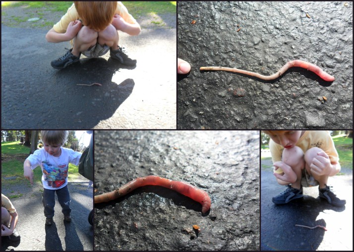 Investigating Earthworms